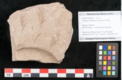 Foto (Objekt + Etikett) von Taxodium distichum miocenicum Heer (NHMW-GEO-2024-0188-6412)
